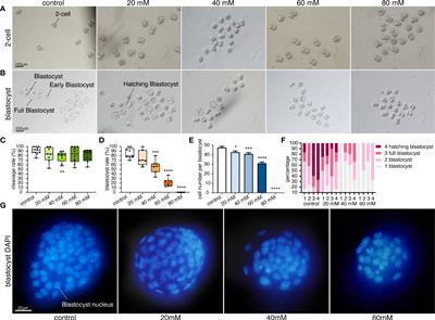 Embryonic diapause due to high glucose is related to changes in glycolysis and oxidative phosphorylation, as well as abnormalities in the TCA cycle and amino acid metabolism